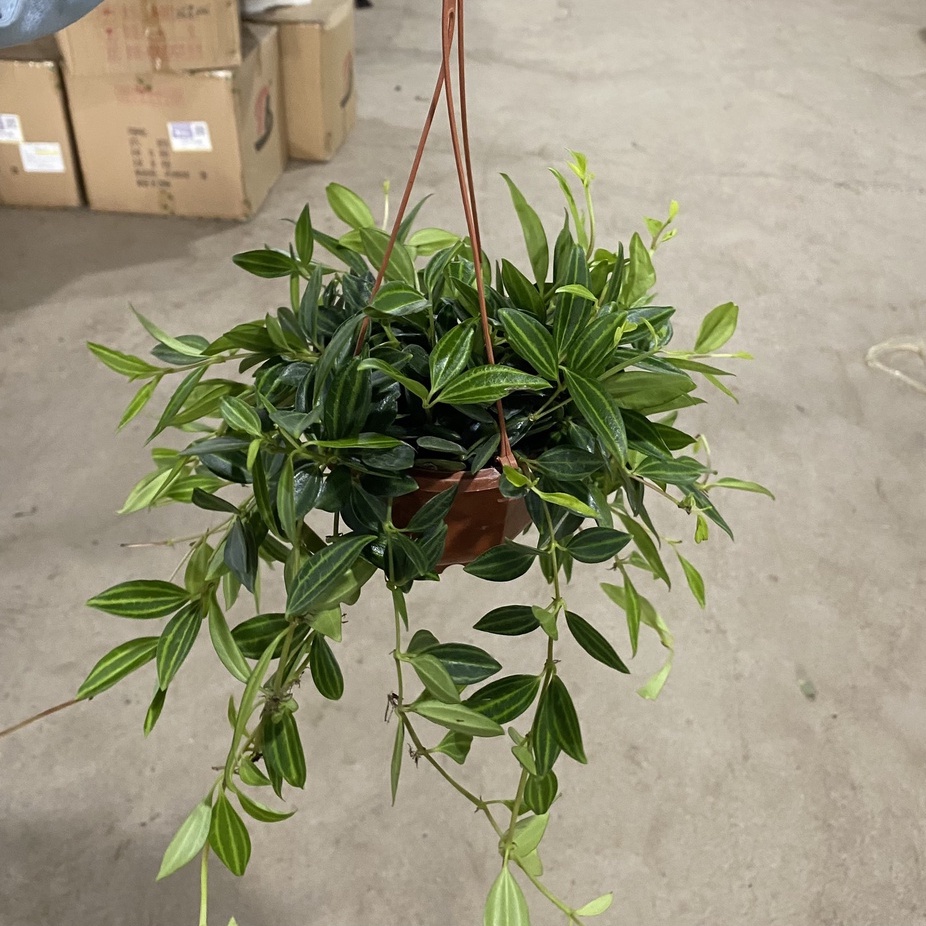 Cây bình an chậu treo thích hợp trang trí ban công nhà cửa mang lại may mắn cho gia chủ