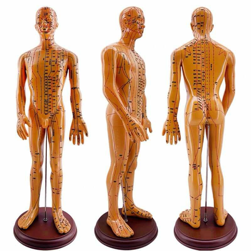 Mô hình huyệt vị: người, Cột sống, Bàn chân, cấu trúc da, mặt canh