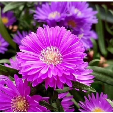 Gói 50 hạt giống hoa lưu ly hồng