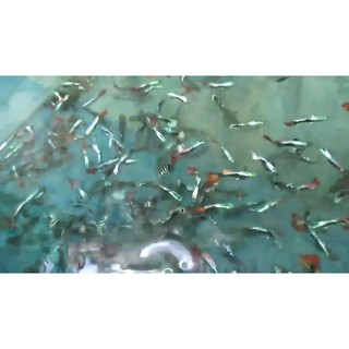 Guppy red dragon size lớn 1 bộ - mã số gp4