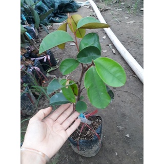 Vú sữa Mica (không nhựa, chỉ cần gọt vỏ là ăn ngay)