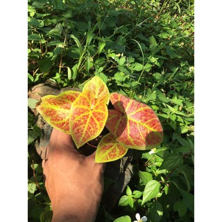 cây môn lá vàng đỏ