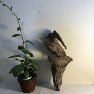 Gỗ lũa thủy sinh, gỗ lũa bể cá, gỗ lũa trồng lan: MS2756