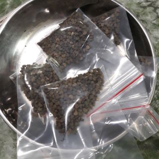50 Hạt giống hoa artiso đỏ