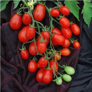 Hạt giống cà chua bi sai trái