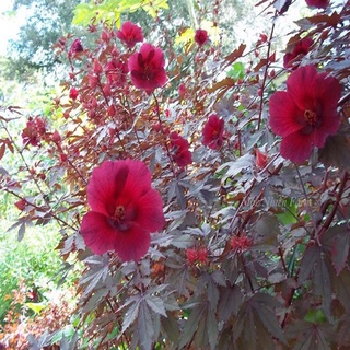 Cây bụp giấm Châu Phi ( Hibiscus lá đỏ)