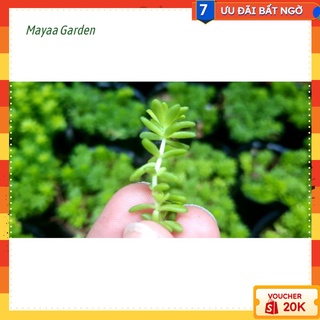 Nhánh Sen đá Sedum Vàng