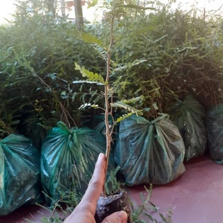 Cây bồ kết giống cây cao từ 40cm đến 60cm