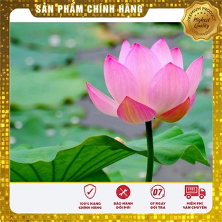 Hạt Giống Sen Hồng Việt Nam(10 hạt)