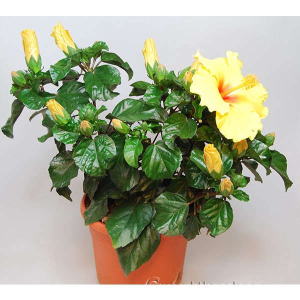 Hạt Giống Hoa Dâm Bụt Lùn Mix Màu - Gói 10 Hạt KNS2223