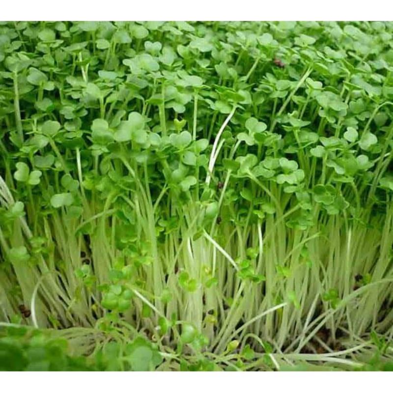 HẠT GIỐNG RAU MẦM CẢI NGỌT,SINH TRƯỞNG KHOẺ,THÂN TO,VỊ NGỌT