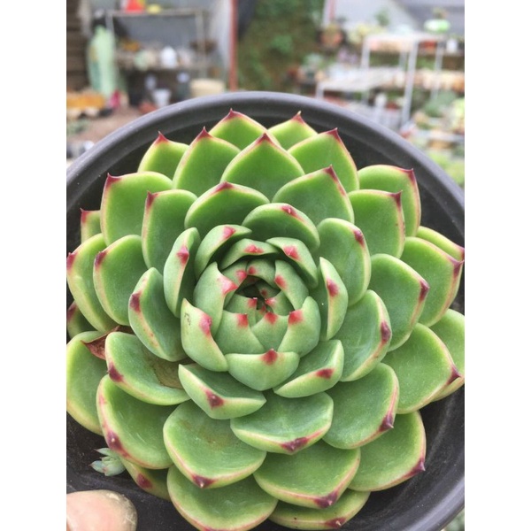 SEN ĐÁ BÁNH BAO LỬA XANH