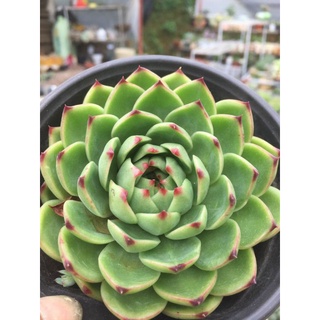 Sen đá bánh bao lửa xanh