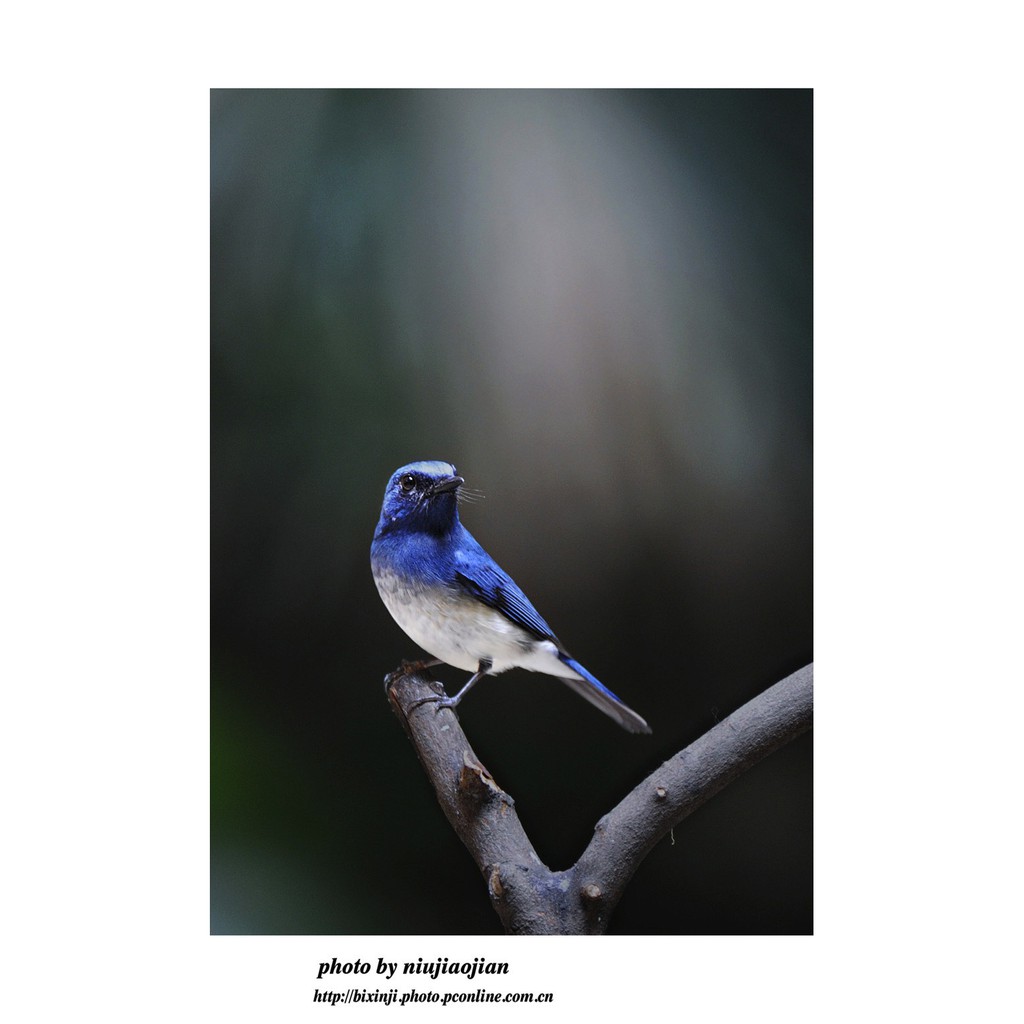 Cám Chim Di Cư BIRDFOODS