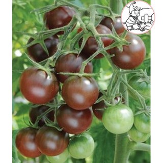 Hạt cà chua socola f1 - gói 5 hạt
