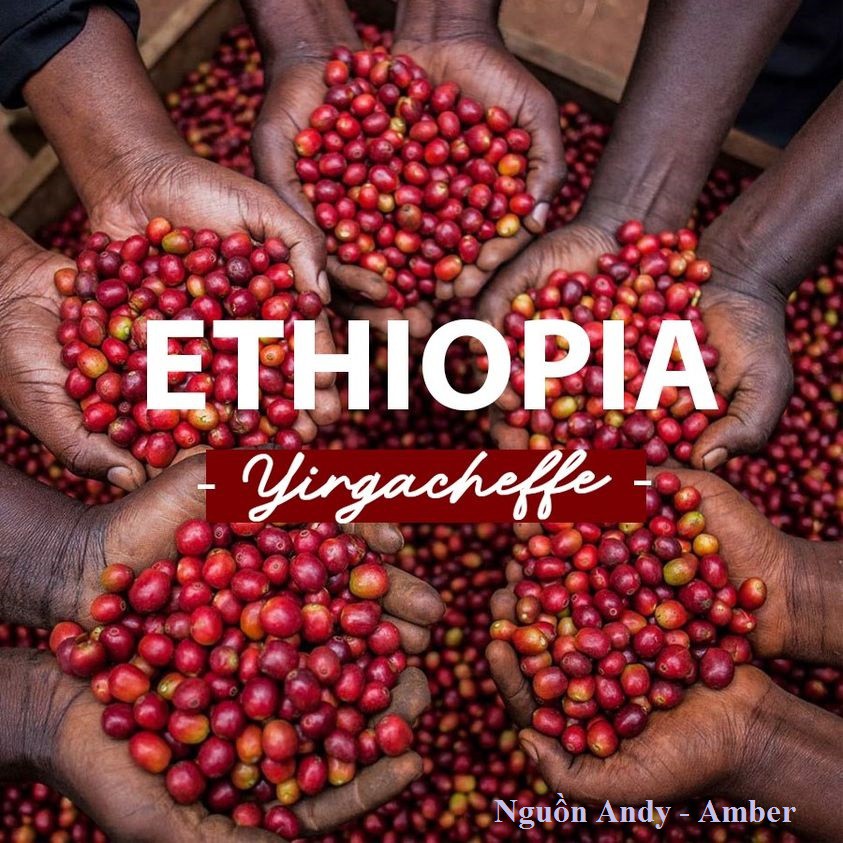 SPECIALTY COFFEE (CÀ PHÊ ĐẶC SẢN) - HẠT - 4 TÚI 250 GRAM - ETHIOPIA EYD YIRGACHEFFE IDIDO G1 - SƠ CHẾ ƯỚT WASHED. | BigBuy360 - bigbuy360.vn