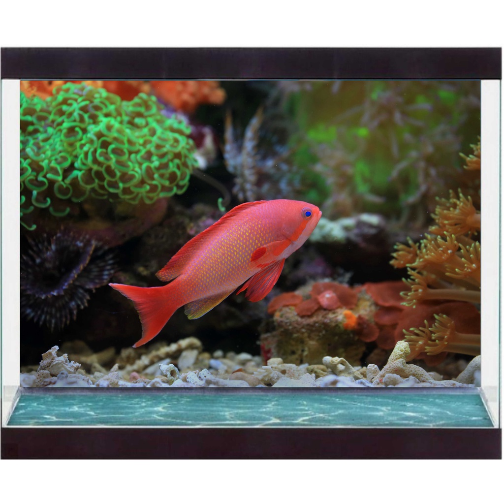 Decal Có Sẵn Keo Trang Trí Hồ Cá  - Kích Thước Lớn - Decal Sài Gòn