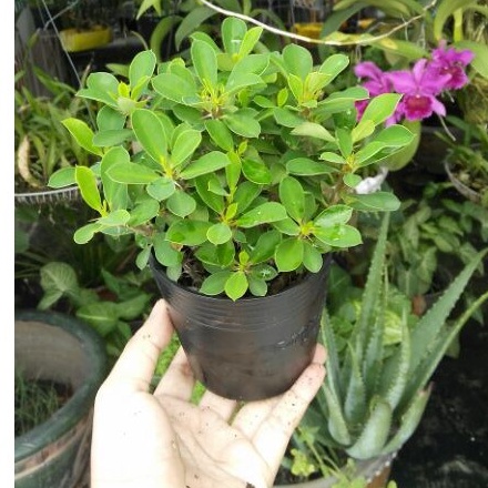 Xương rồng bát tiên mini