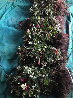Cây giống hoa hồng