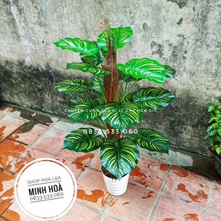 Cây cảnh giả - 🌳Cây Trầu Bà Lá Sọc Cao 1m, 18 lá rời, thân gỗ bọc sơ cây như thật🌳- KO KÈM CHẬU - Trang trí nhà cửa, vp