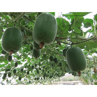 Hạt Giống Bí Xanh Đài Loan