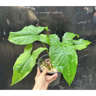 Trầu bà Syngonium Mojito