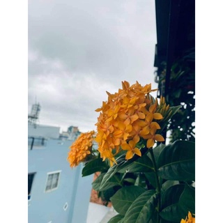 Mẫu đơn mỹ vàng nghệ