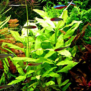 Cây thủy sinh thủy cải