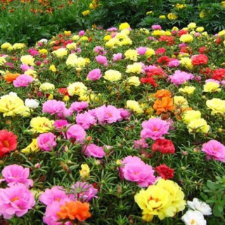 1000 hạt mười giờ kép mix màu