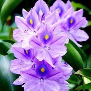 Cây lục bình/bèo tây làm thuốc chữa bệnh. 1cay