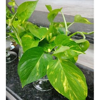 Trầu bà chậu nhựa