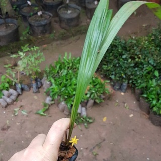 💙2 cây giống sâm cau ( tiên mao ) ❣️❣️ MUA 2 TẶNG 1 ❣️❣️ Số lượng có hạn