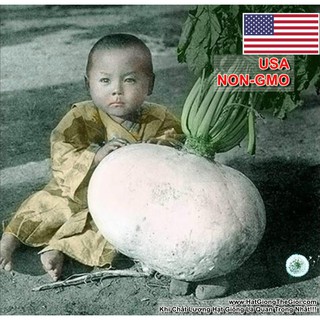 1GRAM 80.HAT Hạt Giống Củ Cải Khổng Lồ Nhật Samurai (KL| C30*W64*M225)