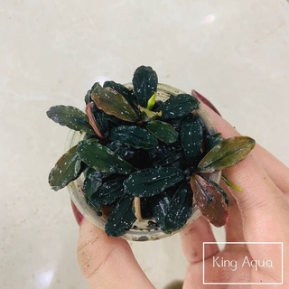 Cây thuỷ sinh Bucep Tím (Chỉ ship miền Bắc và đầu miền Trung)
