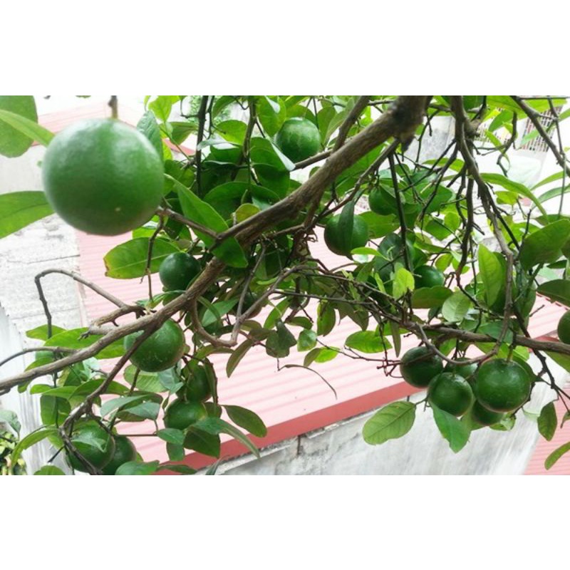 Chanh tứ quý
