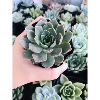 sen bầu khoẻ đẹp ib shop gửi ảnh để lựa