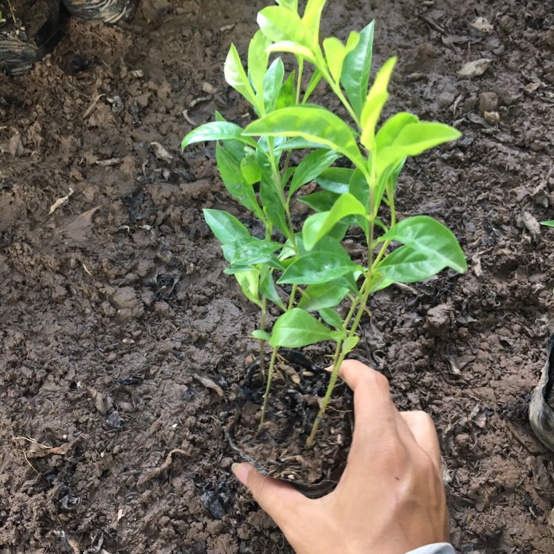 [Cây Công Trình] cây chuỗi ngọc trồng bịch đen cao 15-20cm thích hợp trồng đường viền,hàng rào lối đi
