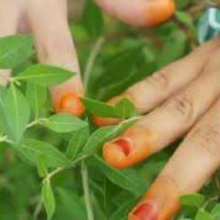 TINH BỘT LÁ NHUỘM TÓC THẢO DƯỢC