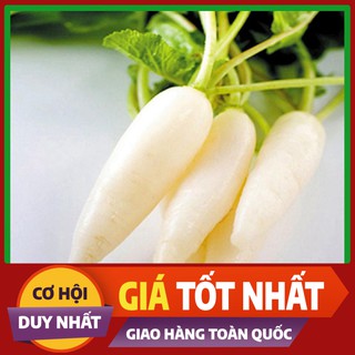 Hạt giống củ cải hà nội