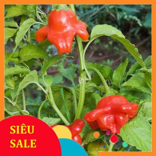 30 Hạt giống Ớt hoa hồng