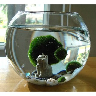 CẦU TẢO MARIMO 2,5CM - 1 Con/ gói