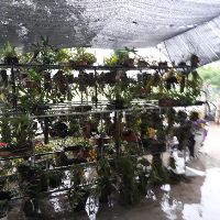 Phong lan rừng Điện Biên