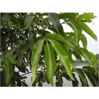 [Hà Nội] Lá vối tươi - Ship hoả tốc Hà Nội