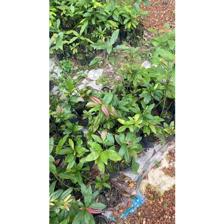 Cây mai Quảng Hương Mộc mai đọt đỏ và đọt xanh_cây nguyên bản