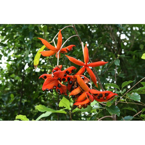 Cây Sang giống cao 50cm