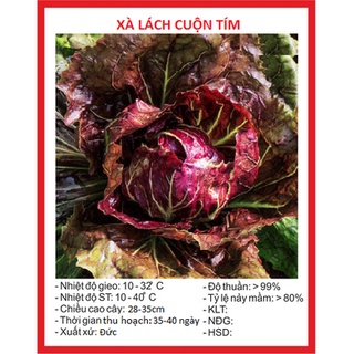 Hạt giống rau xà lách cuộn tím ct349 - gói 0.2gram