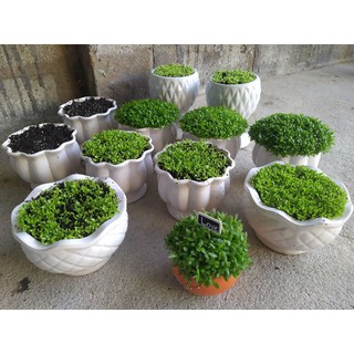 Hạt giống cỏ may mắn gói 10g
