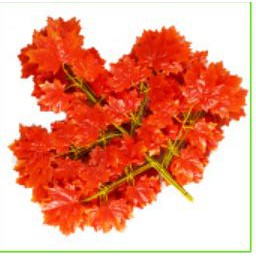 Cây giả- cây Phong lá đỏ tán rộng HO24-211