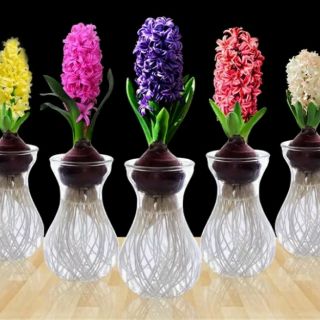 Năm củ giống hoa tiên ông 5 màu trồng tết chọn màu nhắn tin cho shop nhé