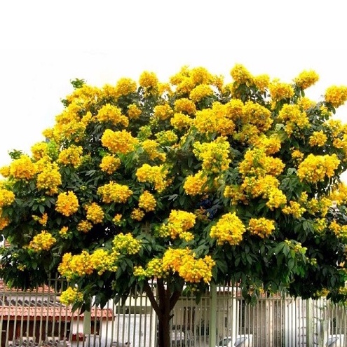 Hạt Giống Cây Giáng Hương ( Còn gọi là Đinh Hương ) CT546 - Gói 5 hạt